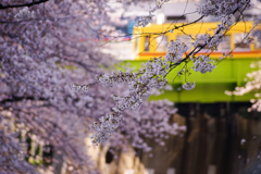 都電と桜