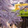 都電と桜