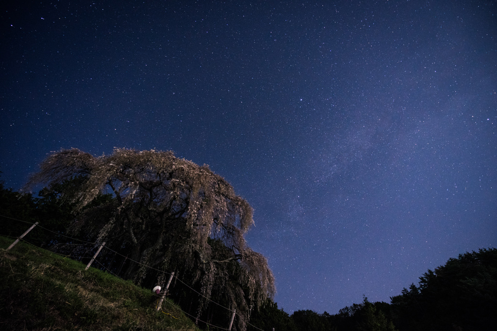 夜桜と星空と