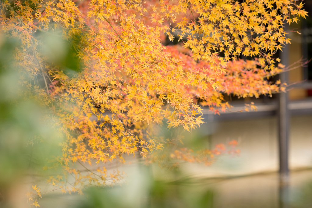 初冬の紅葉
