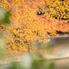 初冬の紅葉