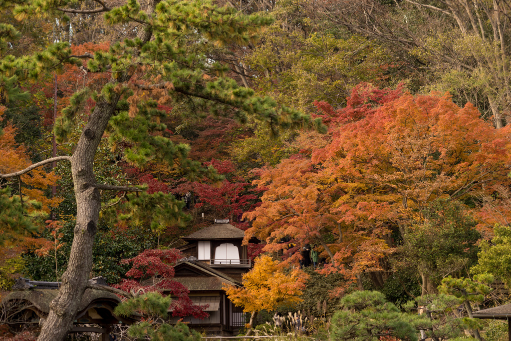 紅葉する聴秋閣