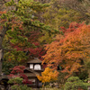 紅葉する聴秋閣