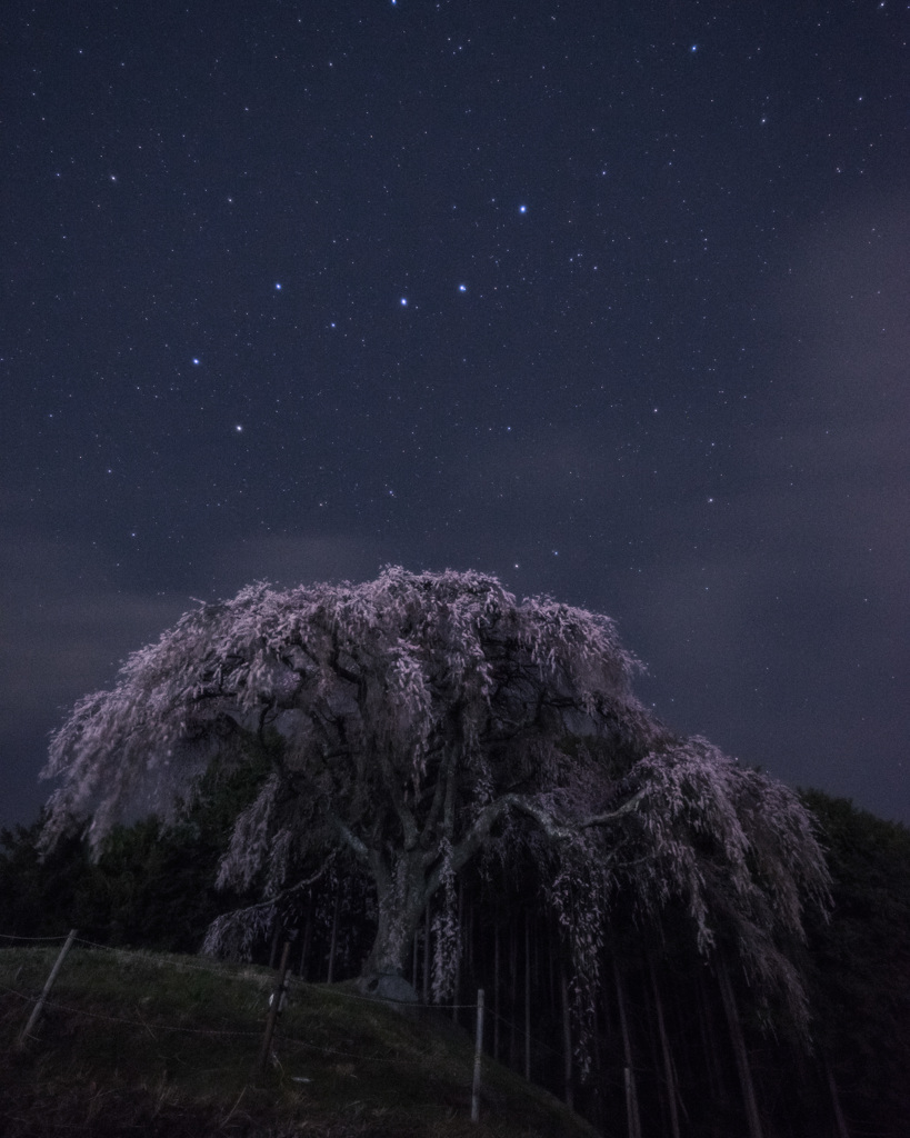 しだれ桜と北斗七星