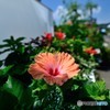 DSC_0630_17921