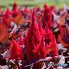 DSC_0582_17873