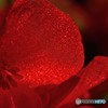 DSC_0559_17850
