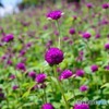 DSC_0585_17876