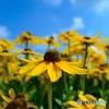 DSC_0510_17801