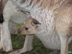 カンガルーの赤ちゃん