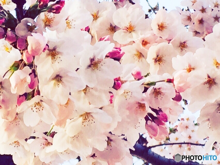 桜 ピンクと白