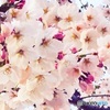 桜 ピンクと白