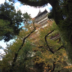 忍者、広島城を見上げる