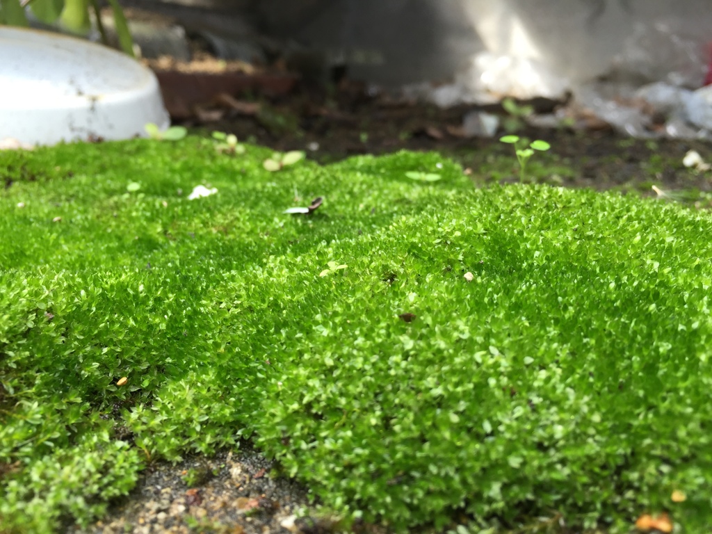 苔をテーマにして撮った最初の作品