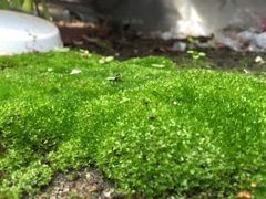 苔をテーマにして撮った最初の作品