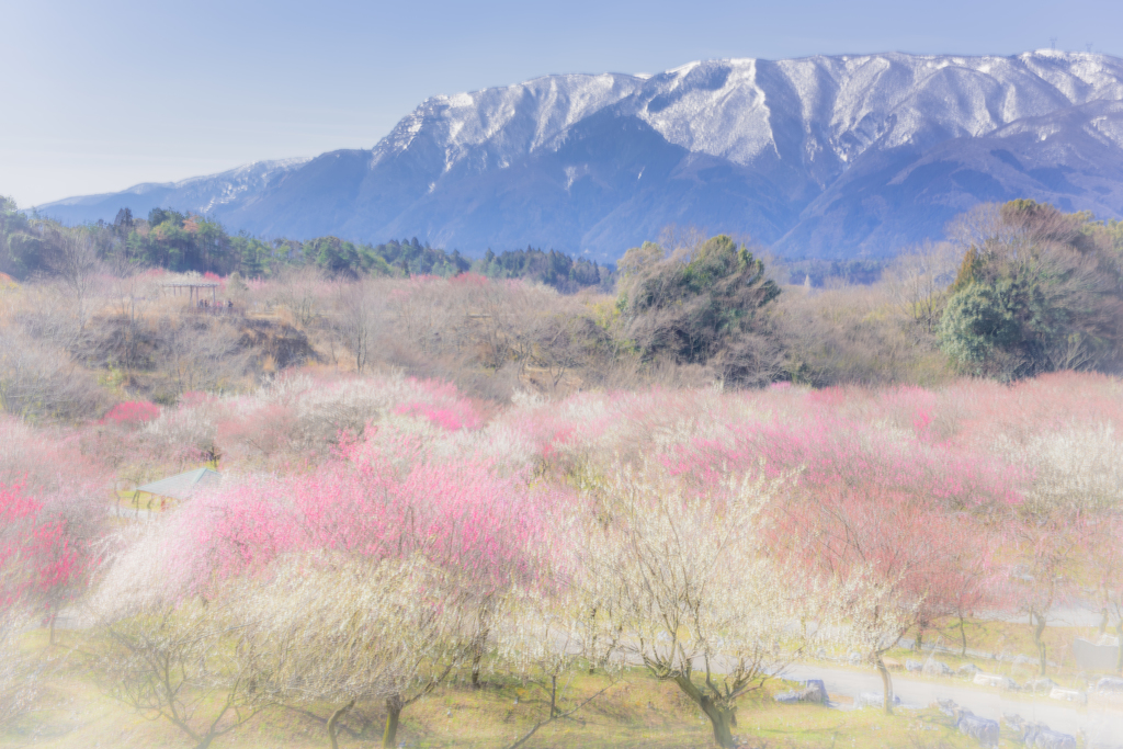 いなべ梅林公園②