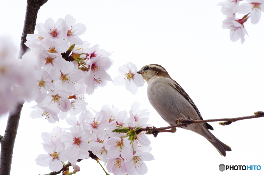 ニュウナイスズメ♀