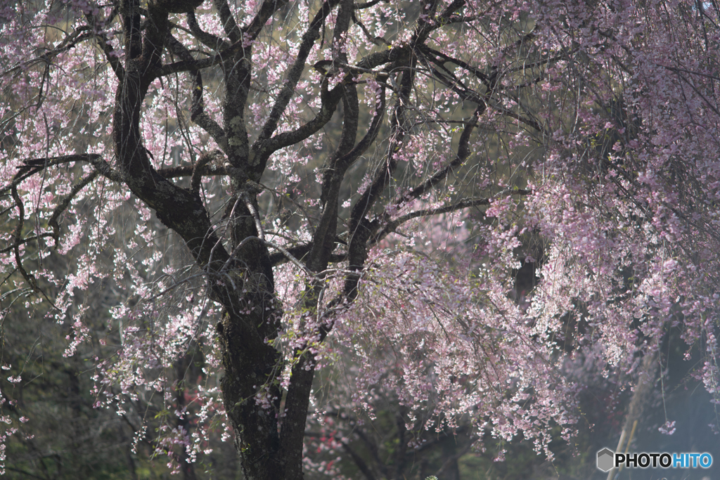 桜　オールドレンズ