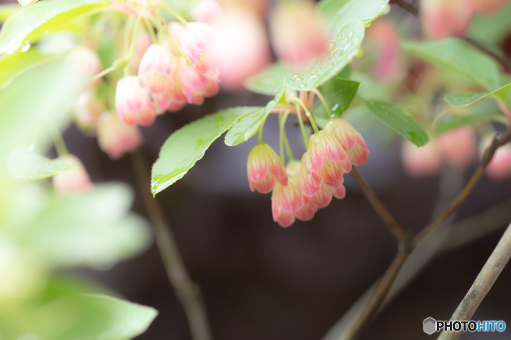 今日は雨だから花撮り！