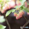 今日は雨だから花撮り！