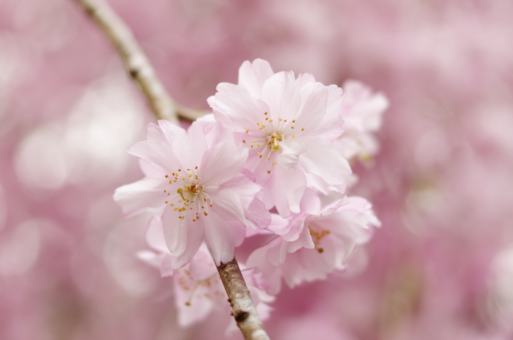 枝垂れ桜２