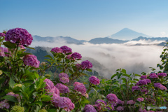 雲海と紫陽花と富士