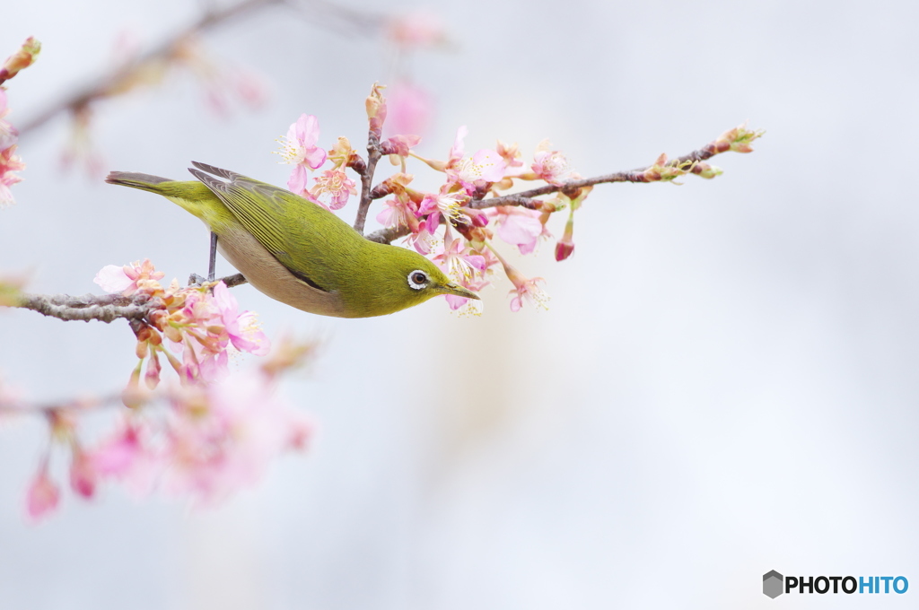 さくじろ