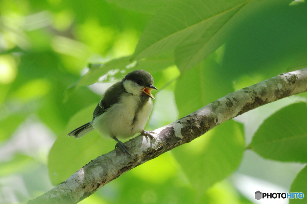 ちびっこシジュウカラ