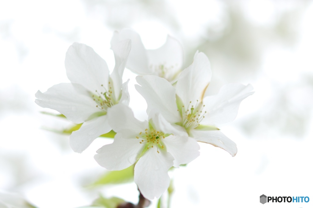 白いサクラ  大島桜
