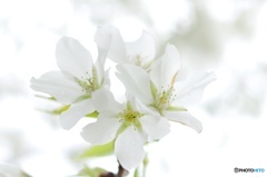 白いサクラ  大島桜