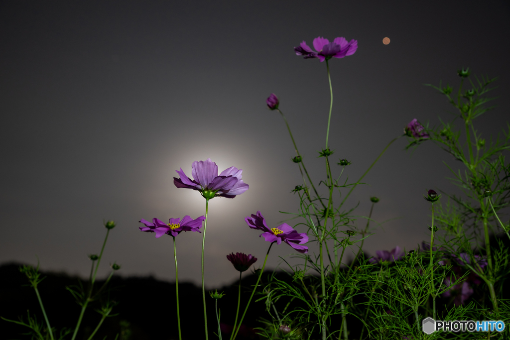 月と秋桜