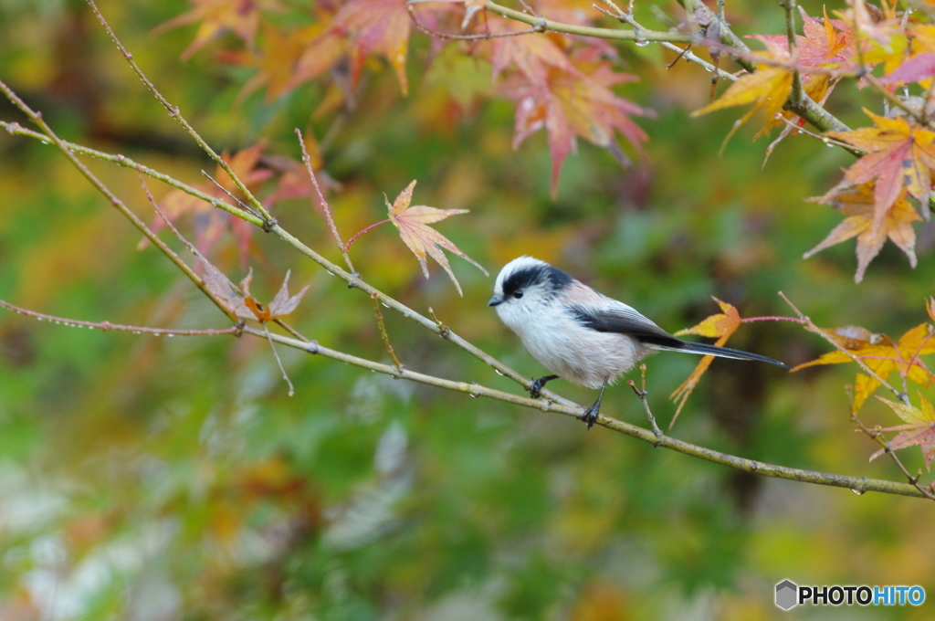紅葉狩り
