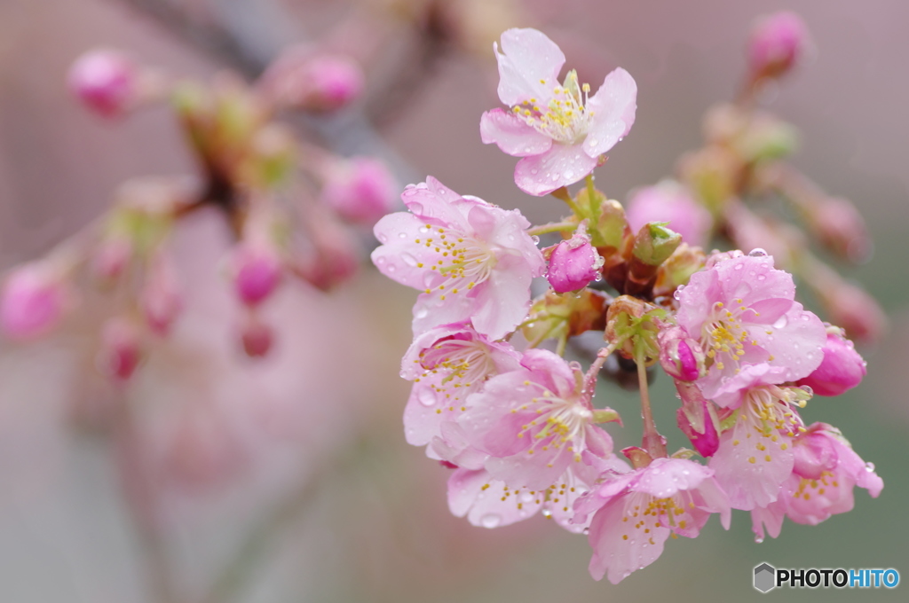 河津桜と雨２