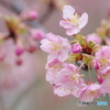 河津桜と雨２