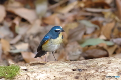 青い鳥