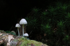 苔を眺めて