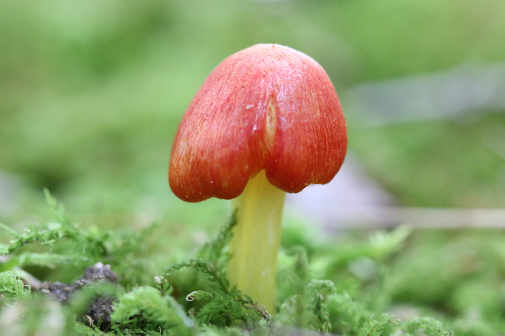 苔の隙間の飴細工