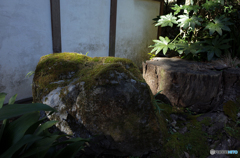 庭石