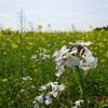 築城町・自衛隊近くの菜の花