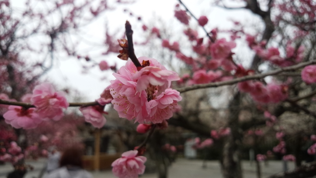 綱敷天満宮の梅