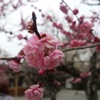 綱敷天満宮の梅