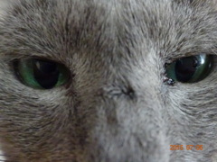 猫の瞳
