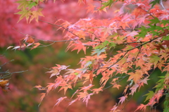 紅葉の季節が訪れた英彦山