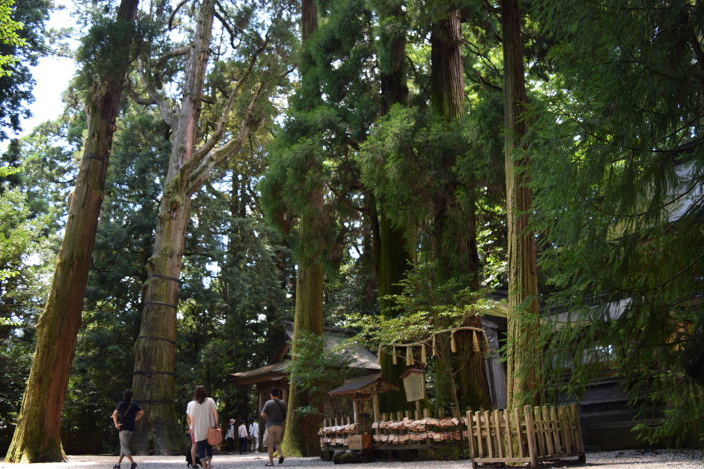 高千穂神社その4夫婦杉