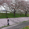 桜のじゅうたんで…