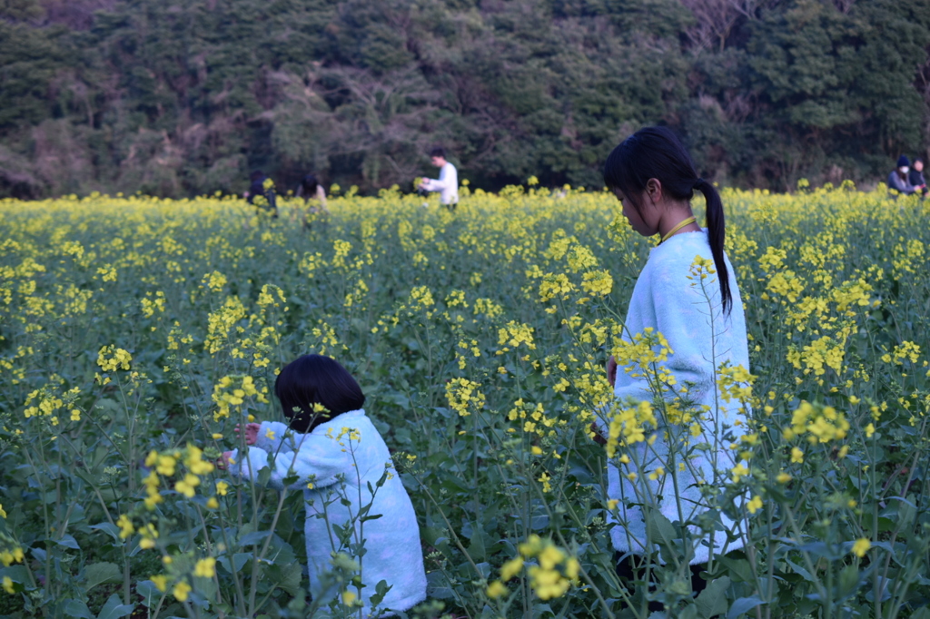 菜の花畑の怪獣達