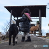動物うようよ