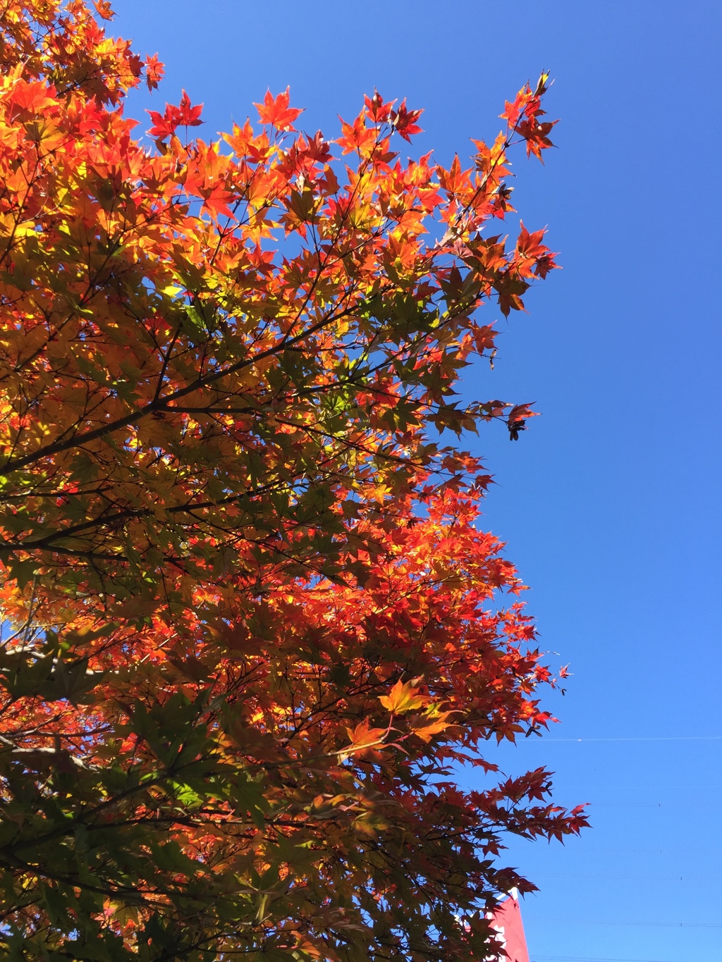 紅葉