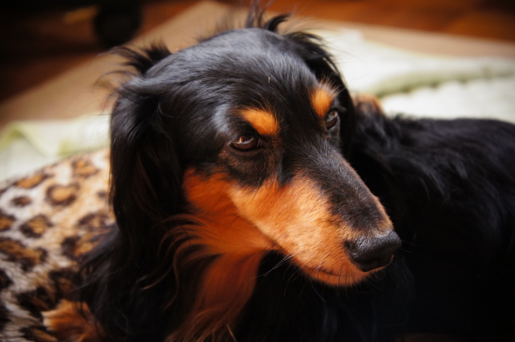 愛犬ダックス