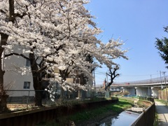 川沿いの桜